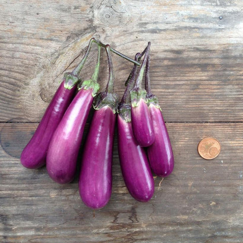 Eggplant Slim Jim Seeds - ZEITGEIST