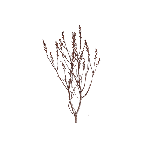 Bog Myrtle Incense Cones - ZEITGEIST