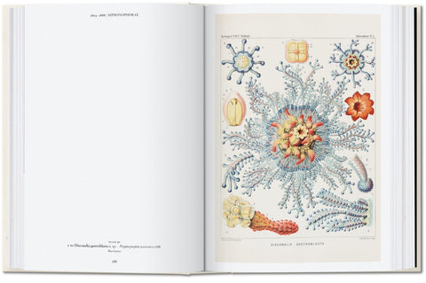 Ernst Haeckel - 40th Anniversary Limited Edition - ZEITGEIST